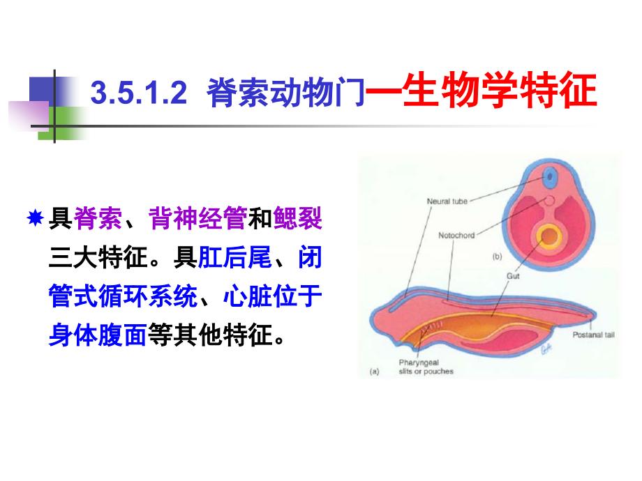 动物学.5.1 最高等的动物门类脊索动物门_第4页