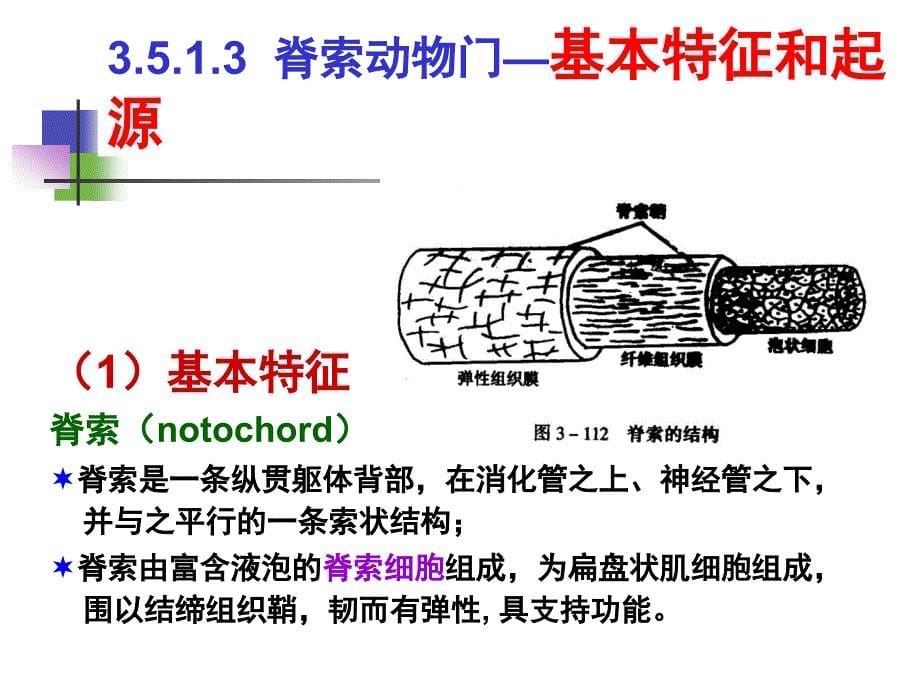 动物学.5.1 最高等的动物门类脊索动物门_第5页