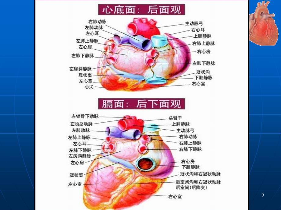 (医学课件)冠心病 最新ppt演示课件_第3页