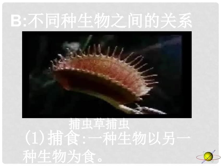 七年级生物上册《第一单元第二章 第一节 生物与环境的关系》课件9 人教新课标版_第5页