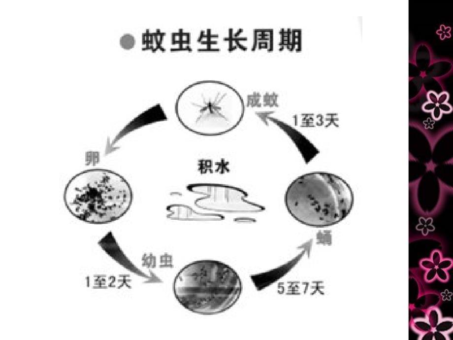 清积水灭蚊虫PPT_第3页