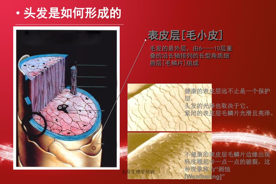 毛发生理学培训课件_第3页