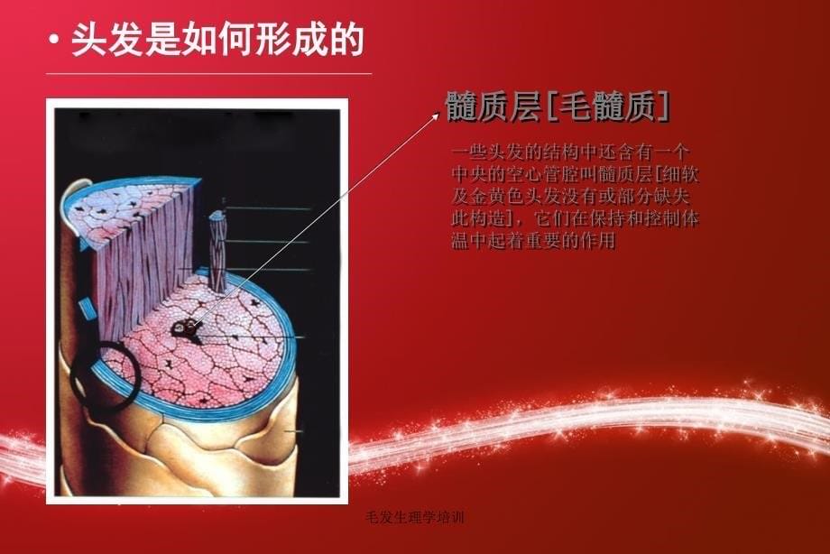 毛发生理学培训课件_第5页