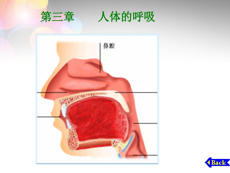 人教初中生物七下第4单元第3章人体的呼吸PPT课件2_第4页