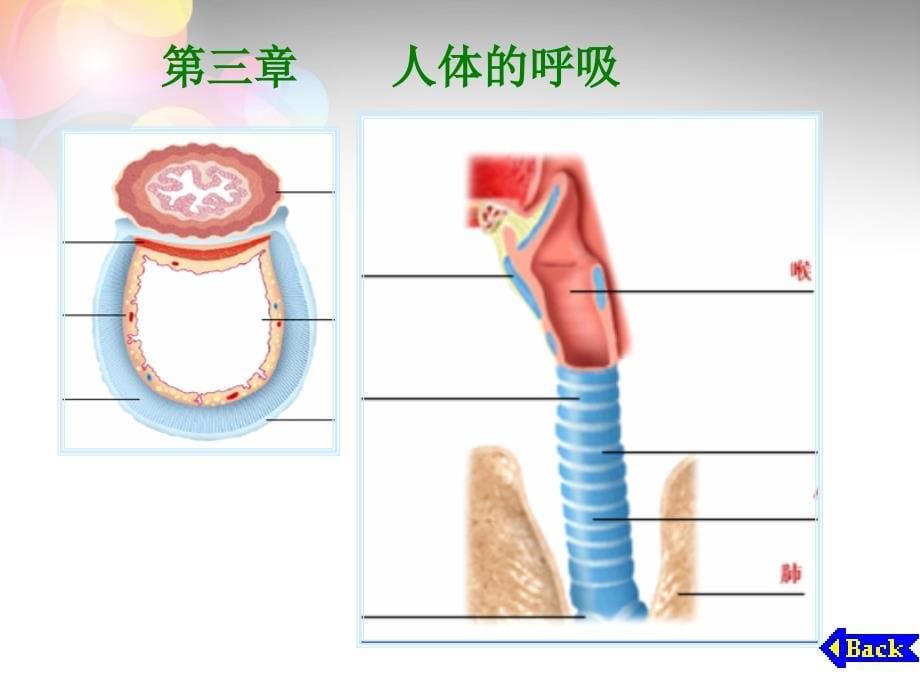 人教初中生物七下第4单元第3章人体的呼吸PPT课件2_第5页