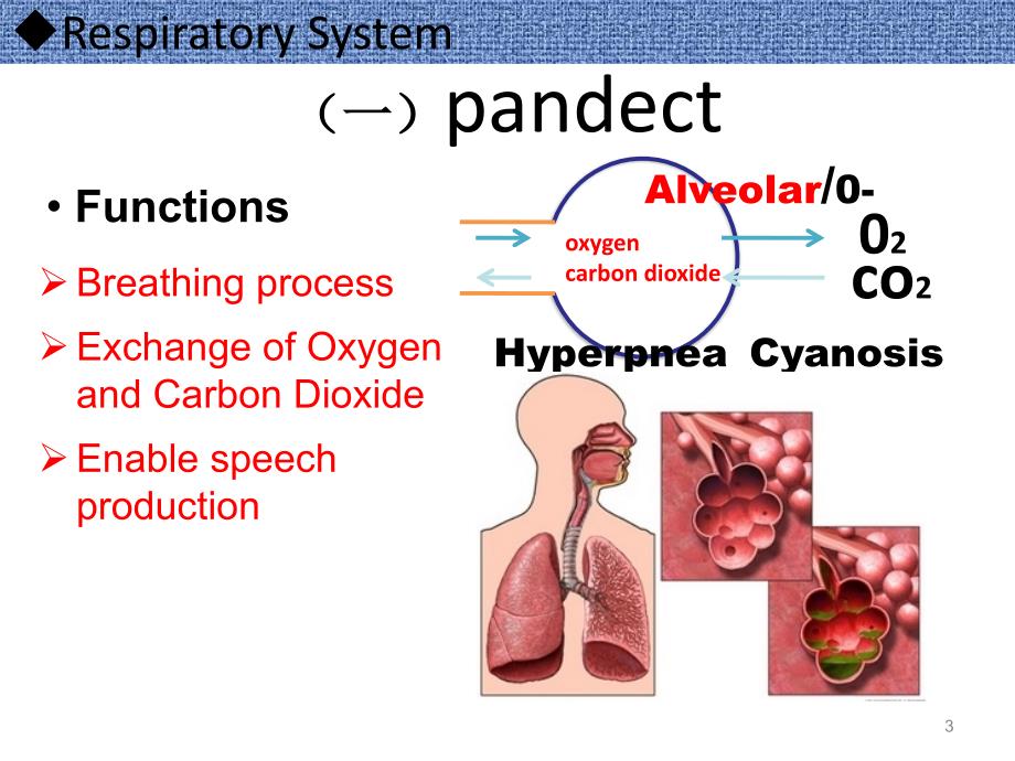 呼吸系统肺炎全英文ppt课件_第3页