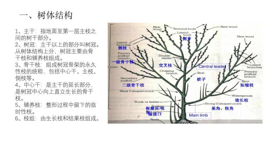 果树整形修剪技术图解1_第2页