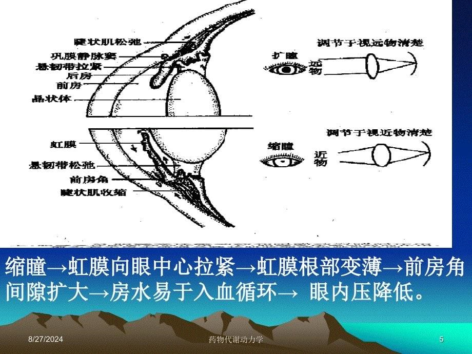 西医药理学第3章胆碱受体激动药_第5页