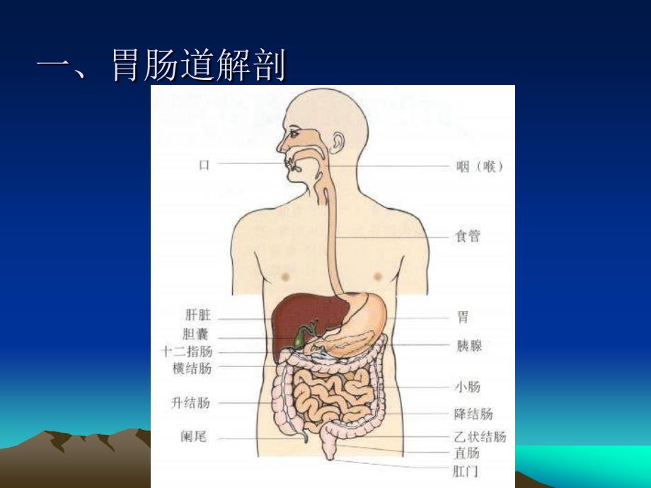 胃肠超声检查的临床应用NXPowerLite_第3页