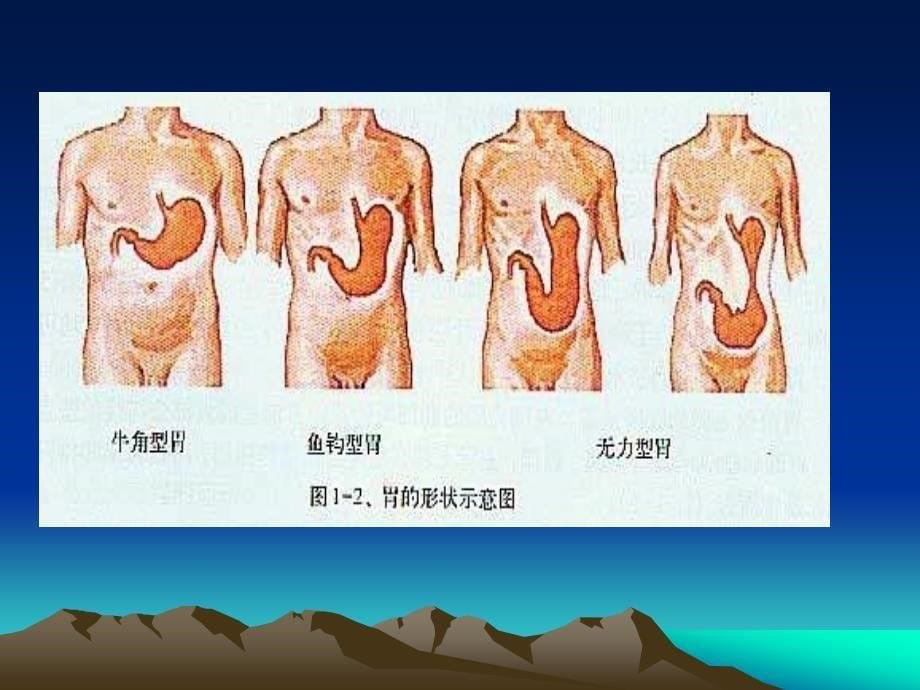 胃肠超声检查的临床应用NXPowerLite_第5页