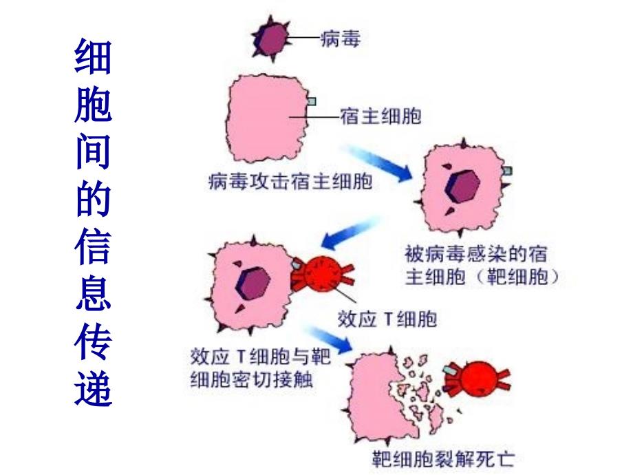 高中生物精品教学课件：54生态系统的信息传递2人教版必修3_第3页