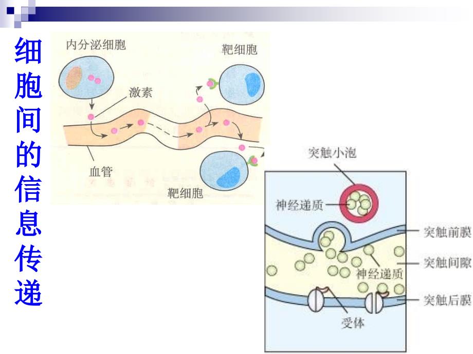 高中生物精品教学课件：54生态系统的信息传递2人教版必修3_第4页