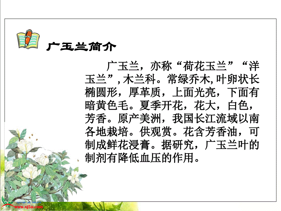 《广玉兰》PPT课件(苏教版六年级语文下册课件)备课讲稿_第3页