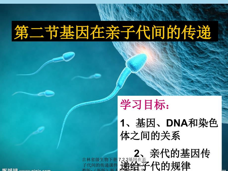 最新吉林省级生物下册7.2.2基因在亲子代间的传递课件新版新人教版新版新人教级下册生物课件_第3页