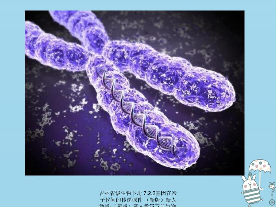 最新吉林省级生物下册7.2.2基因在亲子代间的传递课件新版新人教版新版新人教级下册生物课件_第4页