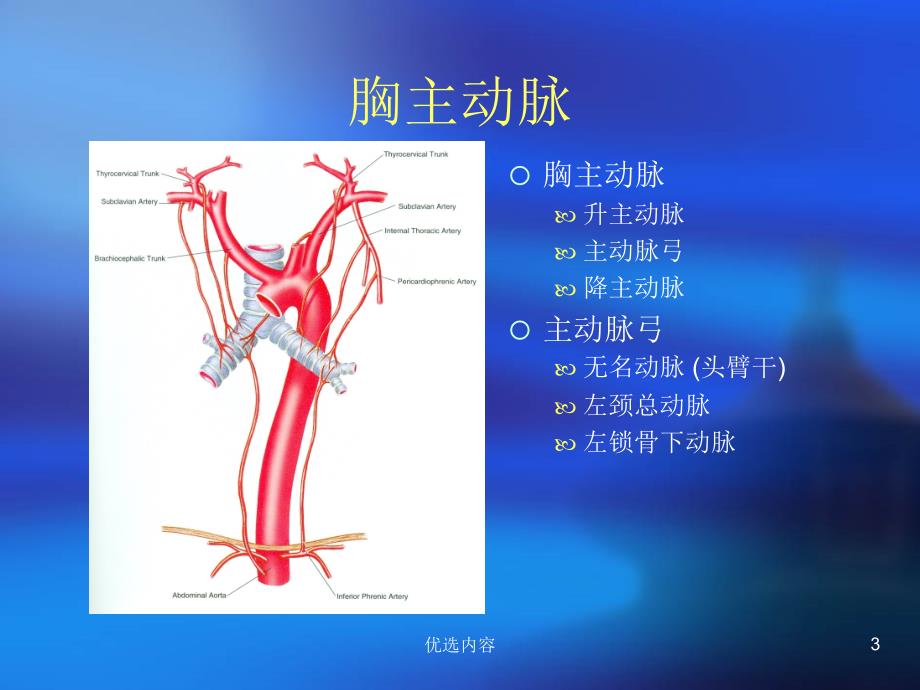 动脉解剖图片清晰（业内荟萃）_第3页