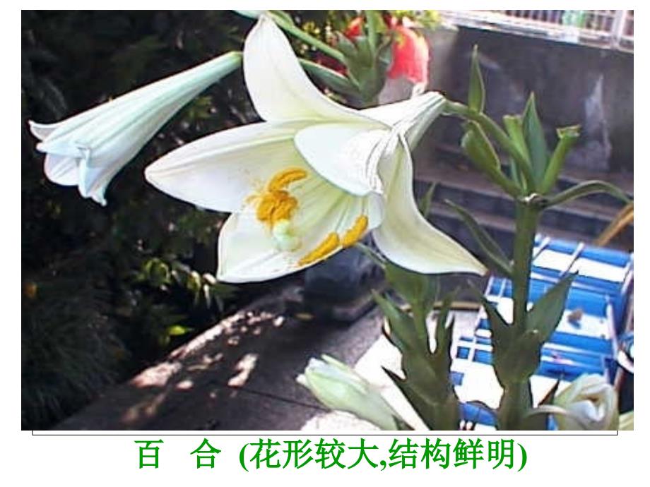 第三节开花与结果_第4页