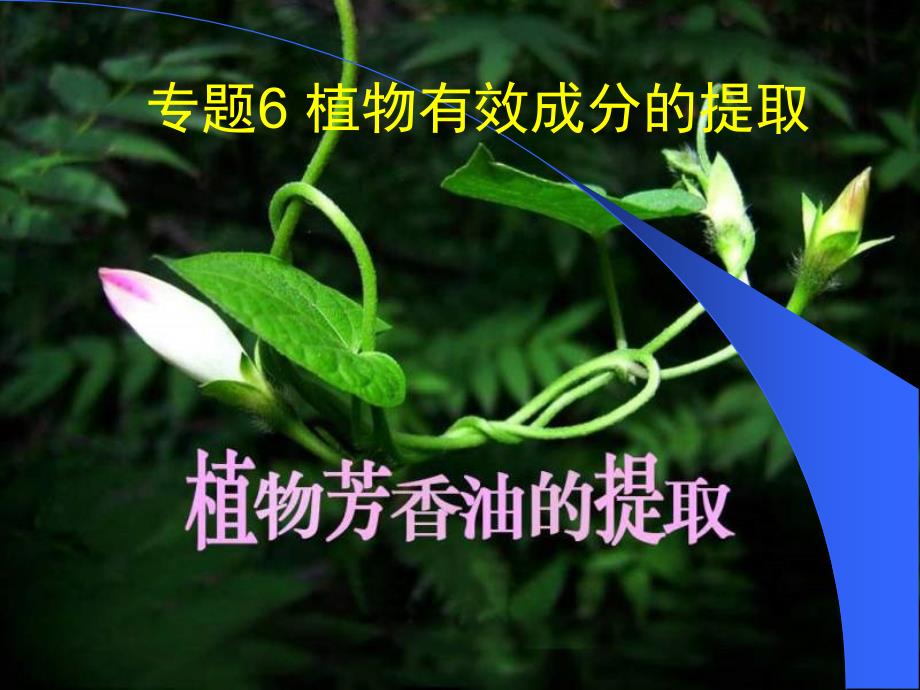 使用植物芳香油的提取.ppt_第1页