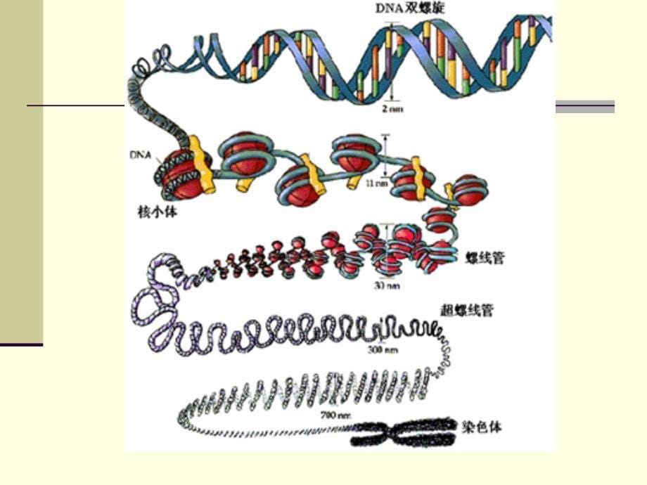染色体和DA02_第5页