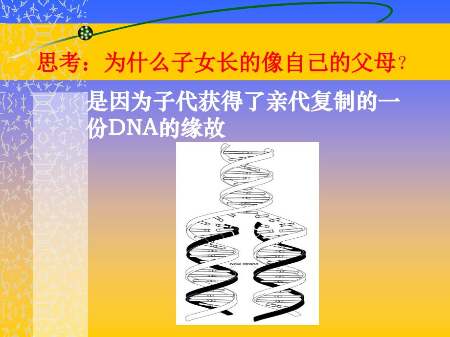 从基因到蛋白质_第2页