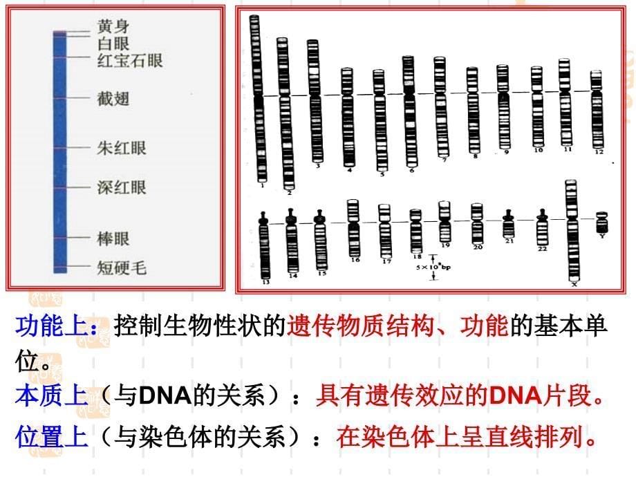 从基因到蛋白质_第5页