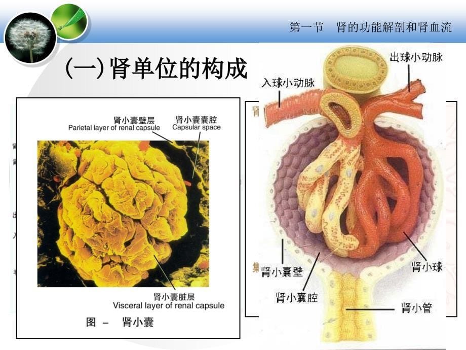 生理学课件：第八章 尿的生成和排出1_第5页