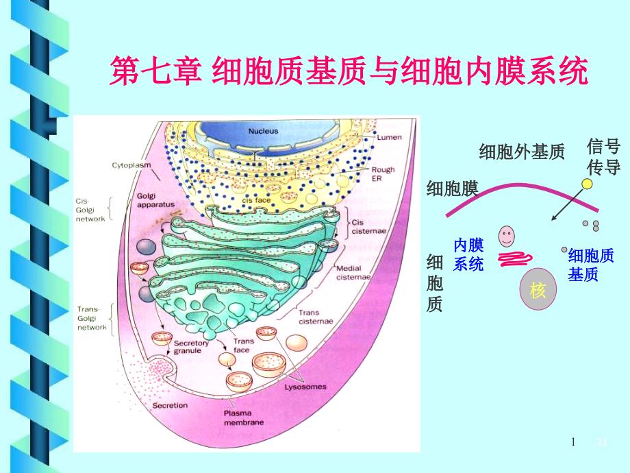 细胞生物学第6章细胞基质与细胞内膜系统_第1页