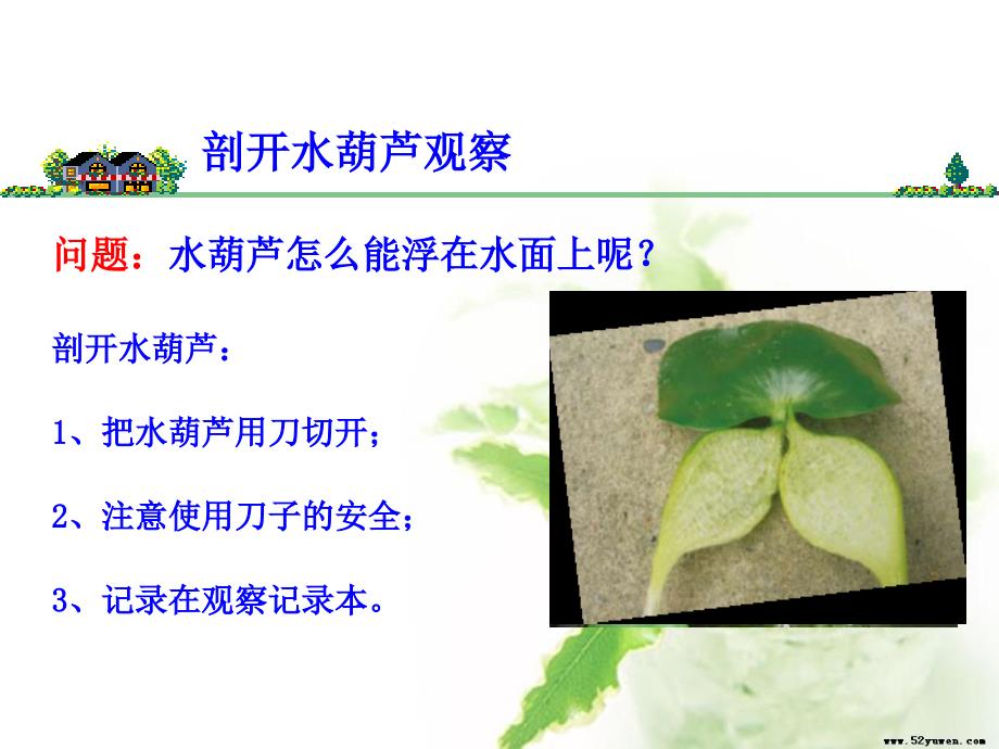 观察水生植物_第4页