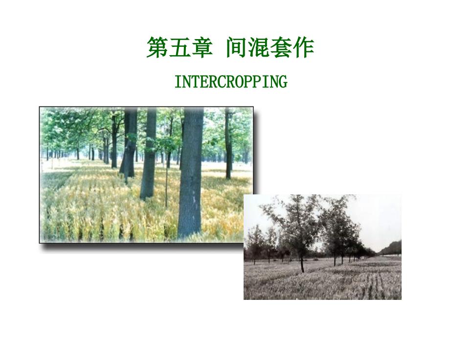 第五章间混套作INTERCROPPING_第1页