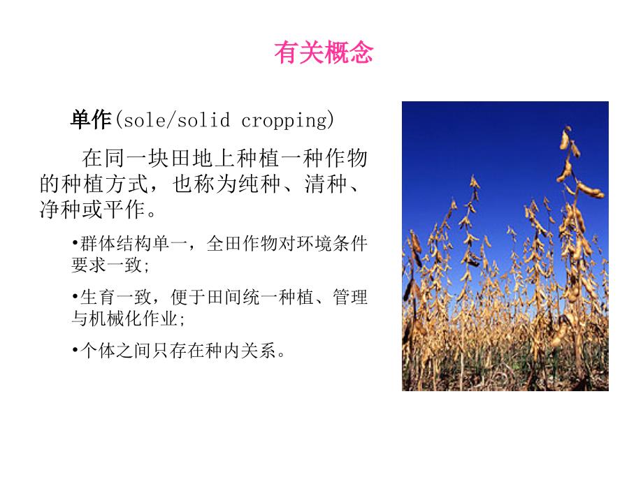 第五章间混套作INTERCROPPING_第4页