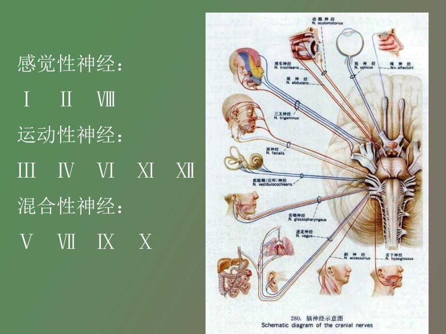 神经生物学脑神经教案_第2页