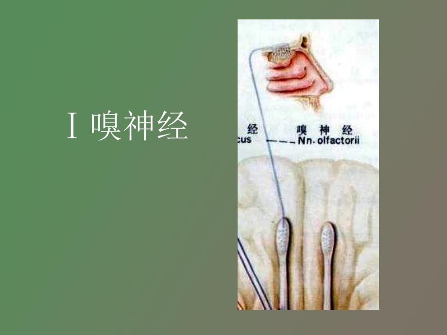 神经生物学脑神经教案_第3页