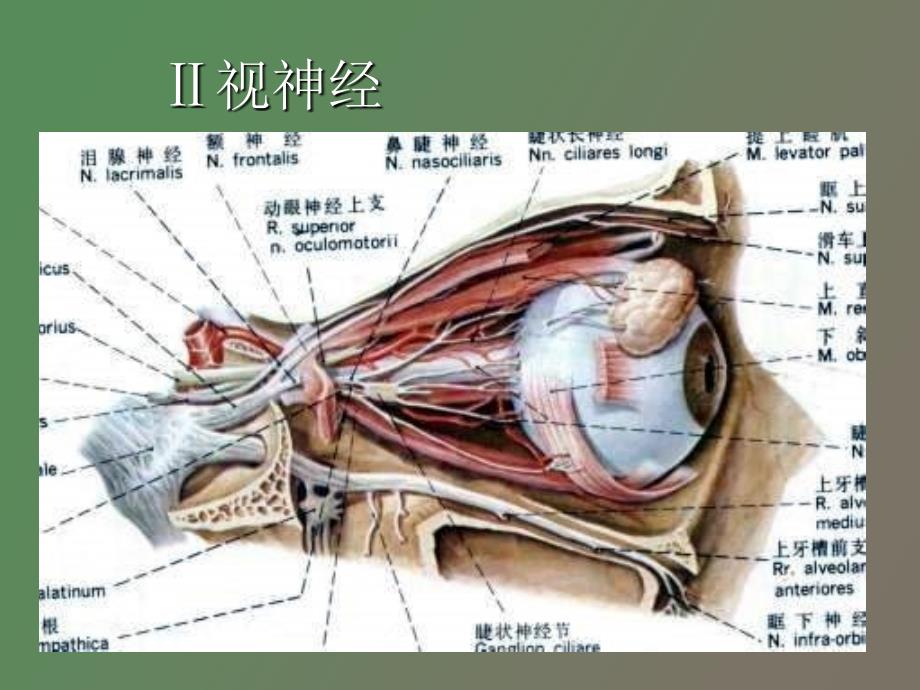 神经生物学脑神经教案_第4页