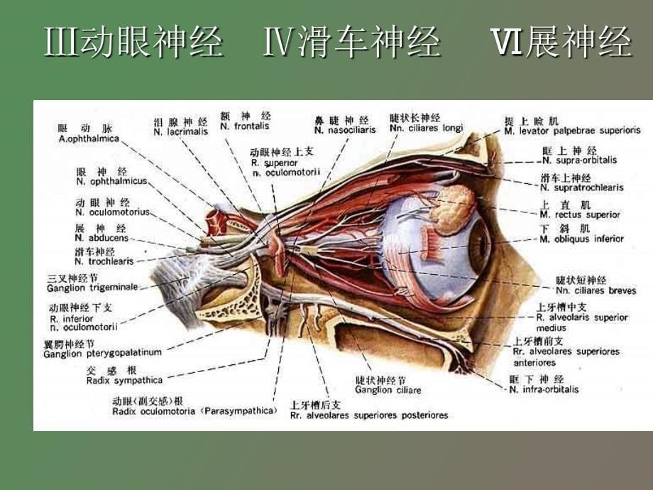 神经生物学脑神经教案_第5页