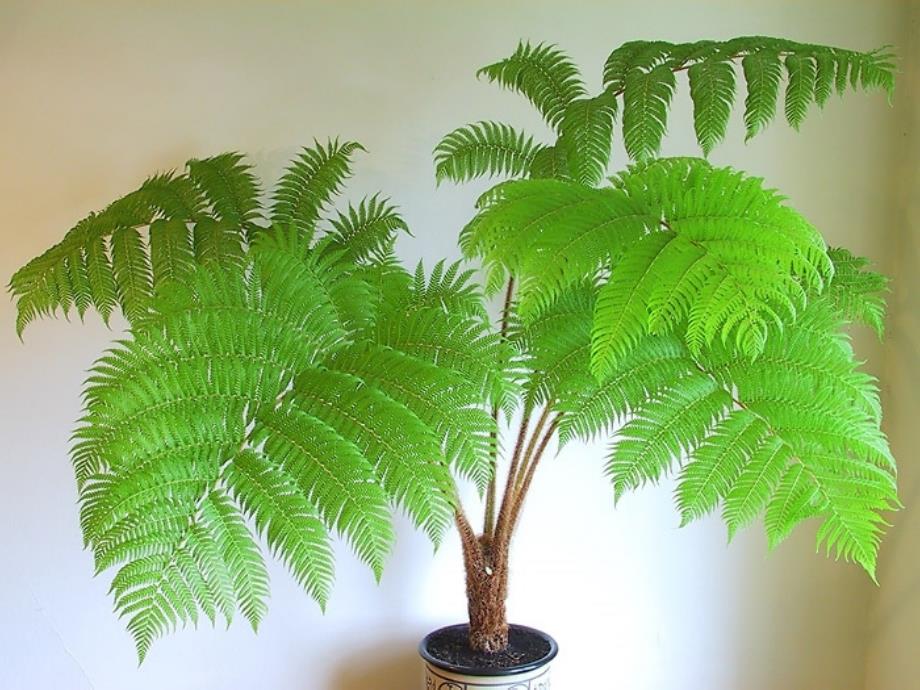 植物学教学课件：第九章 蕨类植物（Pteridophyta）1_第4页