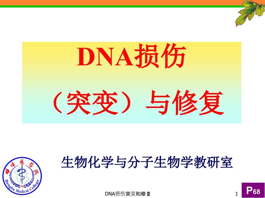 DNA损伤突变和修复课件_第1页