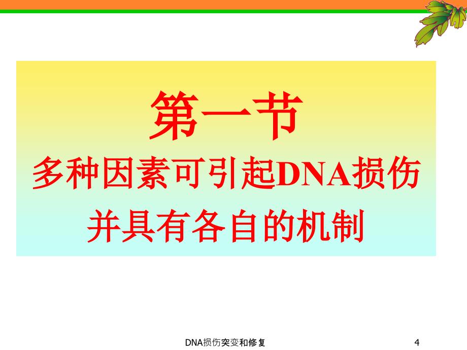 DNA损伤突变和修复课件_第4页