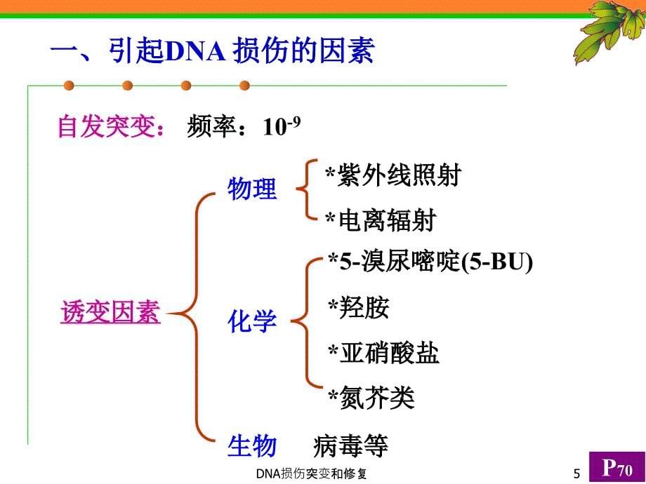 DNA损伤突变和修复课件_第5页