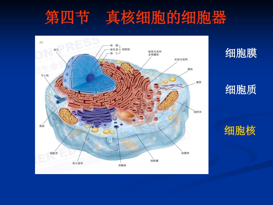 真核细胞的细胞器细胞核_第1页