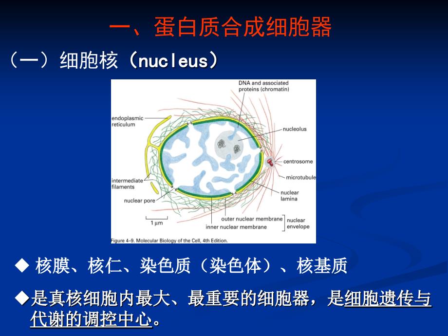 真核细胞的细胞器细胞核_第4页