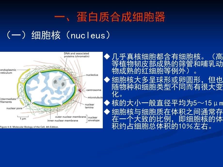 真核细胞的细胞器细胞核_第5页