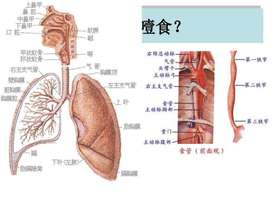 噎食及噎食后急救_第2页