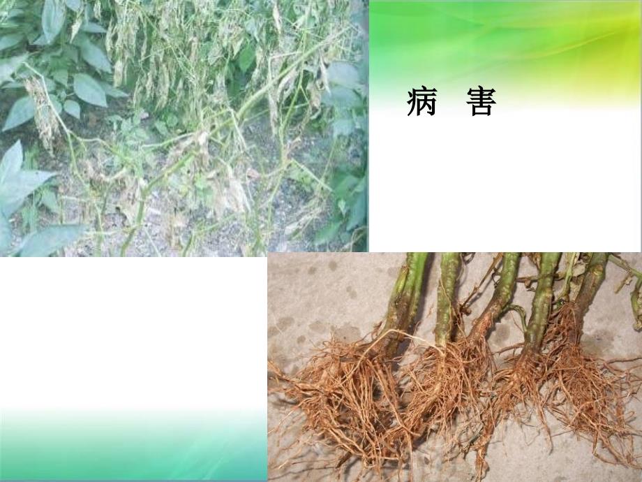 大棚秸秆生物反应堆技术推广报告_第3页