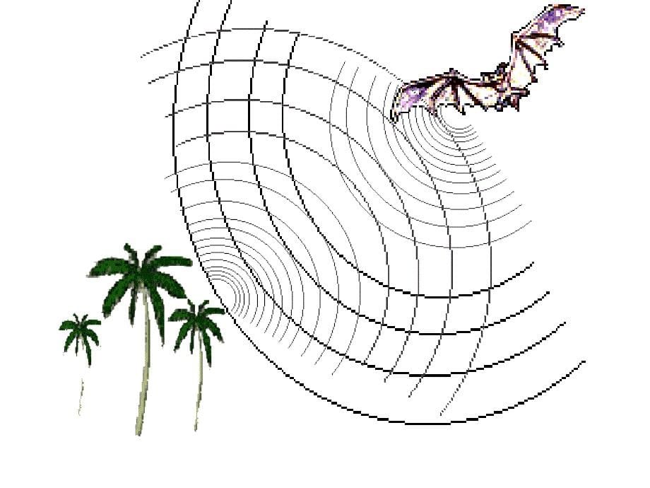 《蝙蝠和雷达》课件_第5页