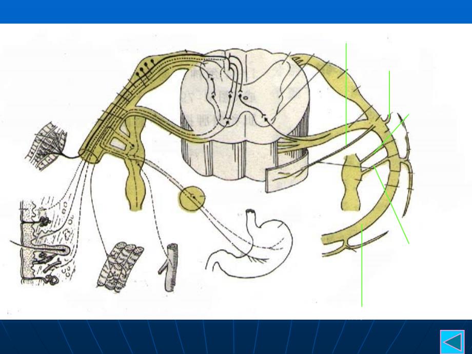 脊神经PPT课件PPT文档_第4页