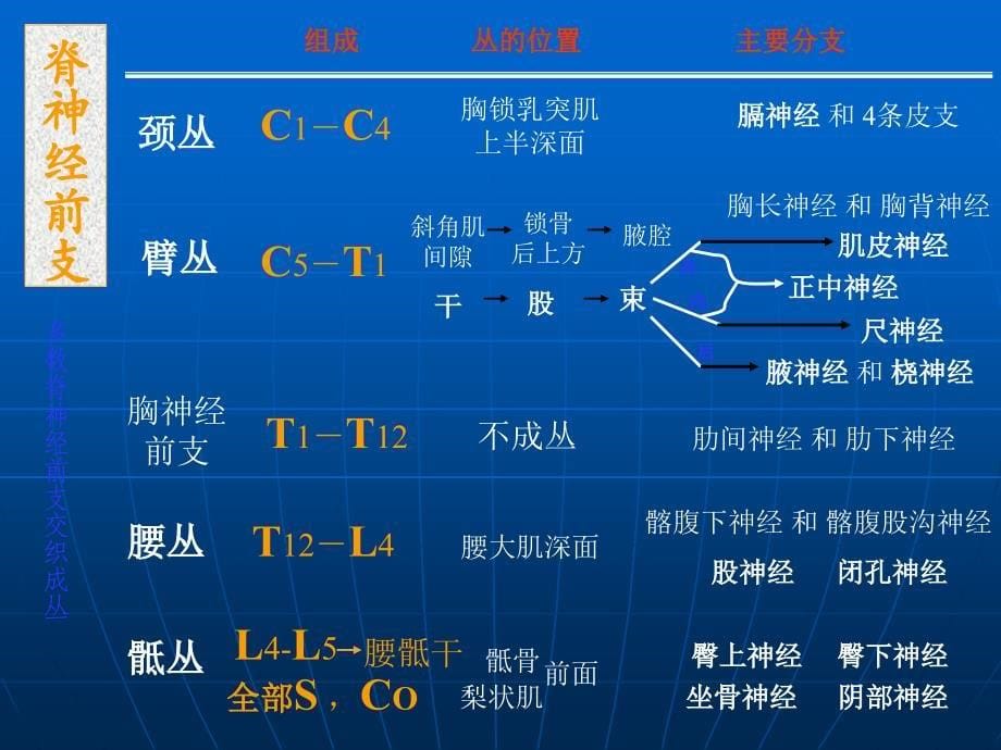 脊神经PPT课件PPT文档_第5页