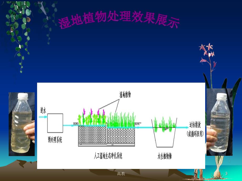 人工湿地植物【知识相关】_第3页