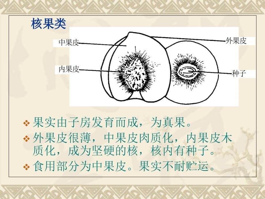 第一节-果树类型与观察_第5页