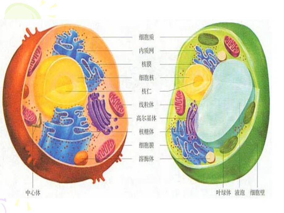 细胞器-新课标高中上课用过的.ppt_第2页