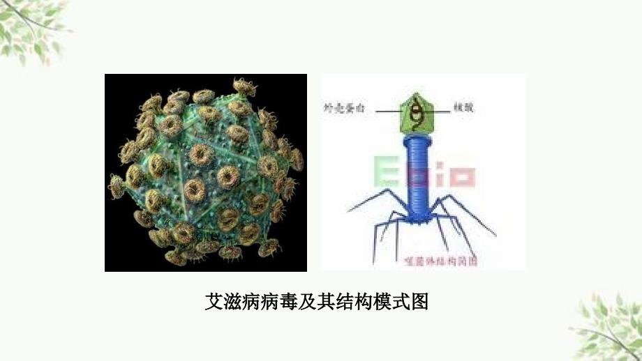 获得性免疫缺陷综合征病人的护理ppt课件_第4页